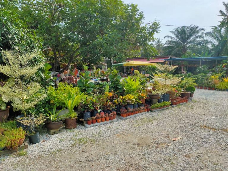 #MenarikDiSabakBernam – D’Laman Nursery Sekinchan