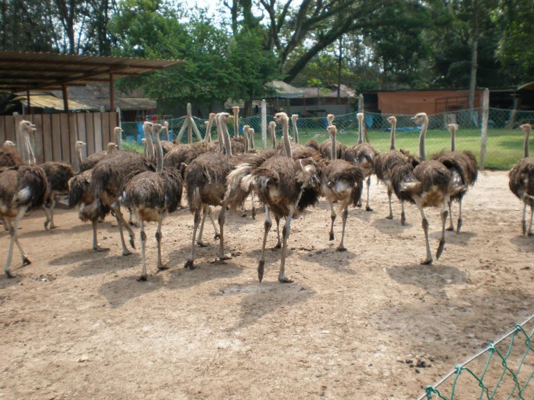 #MenarikDiHuluLangat&Sepang – Ostrich Wonderland Semenyih